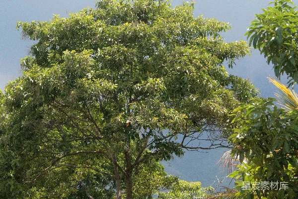 高清摄影 一棵狮子座在一丛浓绿的森林旁边
