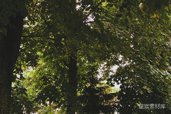 高清摄影 一簇绿叶的树木