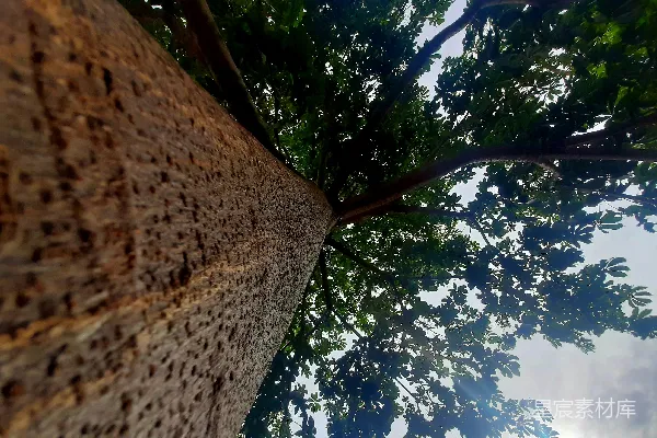 高清摄影 树旁有石头在背景中