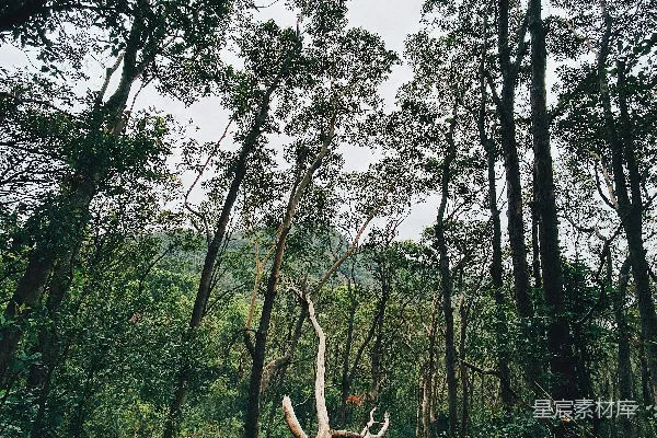 高清摄影 棕色鹿在白天绿色草地上站立。