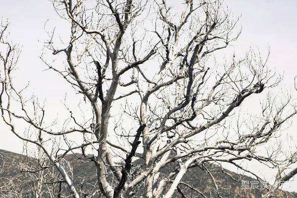 高清摄影 枯树干无叶，蓝天远处连绵山峦。