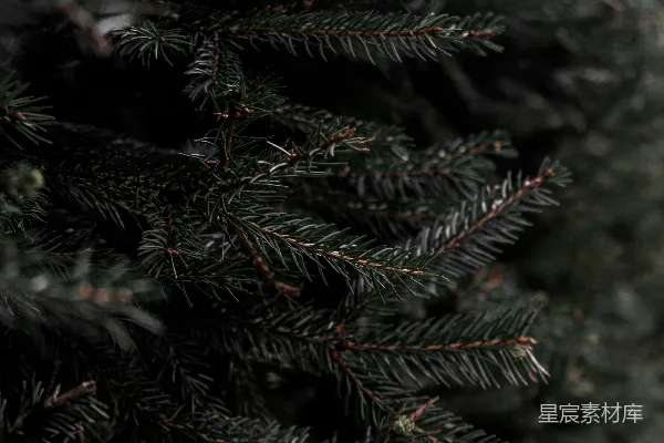 高清摄影 雪中的翠绿松树