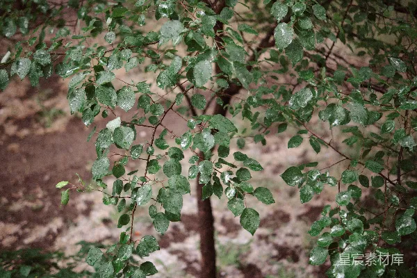 高清摄影 雨中一棵绿叶的树