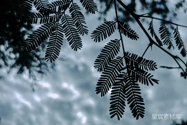 高清摄影 黑白照片中树叶与阴云的天空