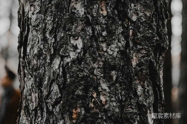 高清摄影 棕色树干的特写摄影