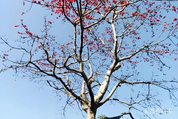 高清摄影 田野中一棵中间开着红花的树