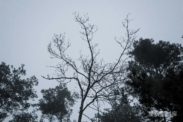 高清摄影 一群树木