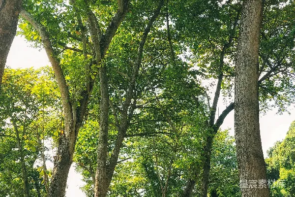 高清摄影 一条被树木和草包围的土路