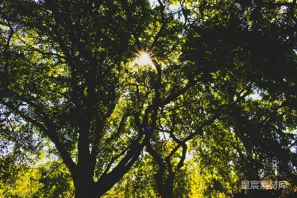 高清摄影 白日绿树