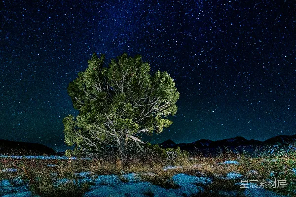 高清摄影 夜间树木近水体旁边的绿色景象