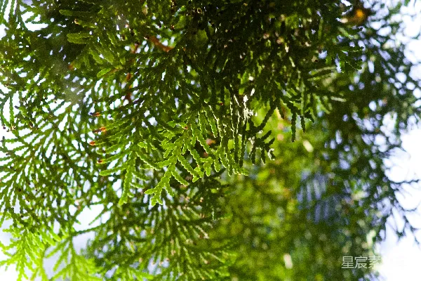 高清摄影 近景摄影中的绿色叶片