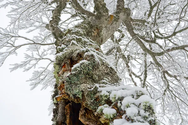 高清摄影 一棵覆盖着白雪的树旁边是一片森林