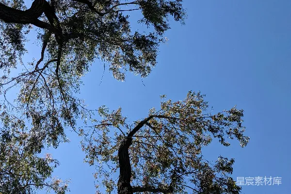 高清摄影 白天绿树蓝天下的景象