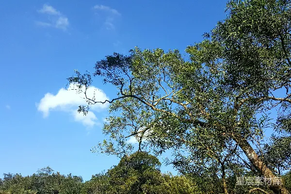 高清摄影 白天绿树蓝天间