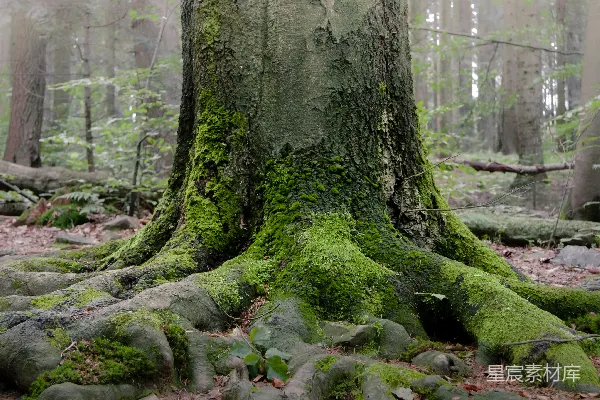 高清摄影 森林中一棵覆盖着苔藓的树木