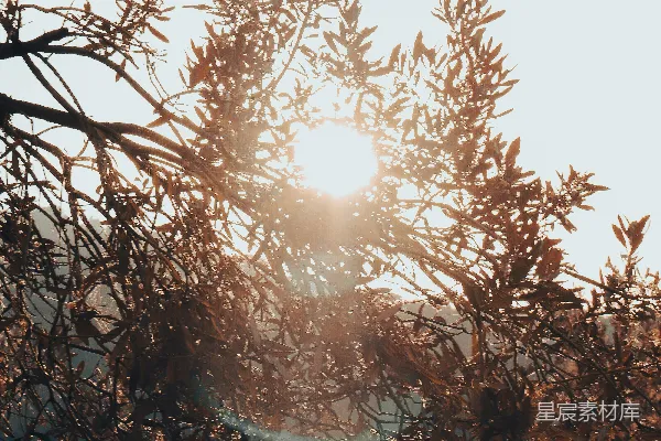 高清摄影 背景中有太阳的树