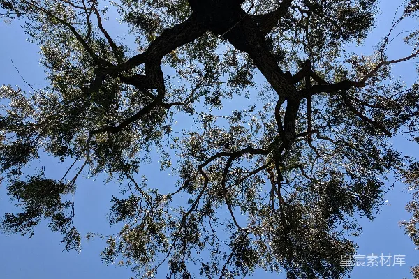 高清摄影 白天绿树蓝天下