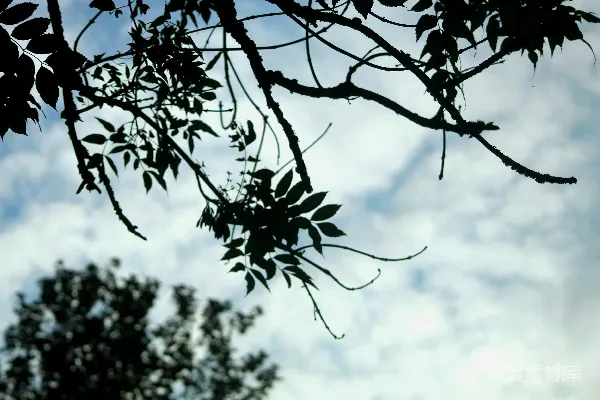高清摄影 树干上的叶子和背景中的天空