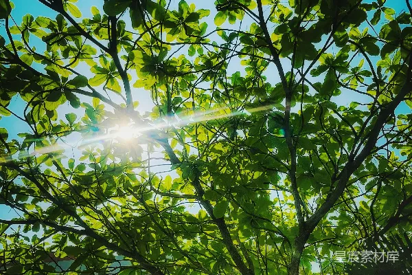 高清摄影 树梢透过树叶照耀着阳光