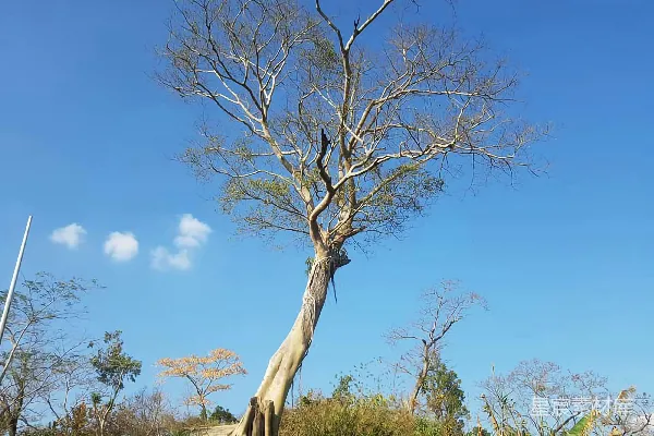 高清摄影 路中间一棵大树