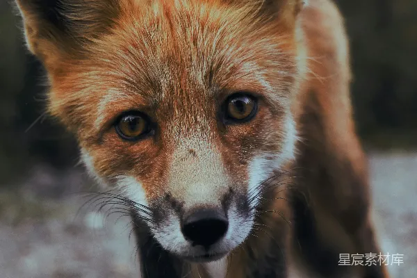 高清摄影 聚焦于橙色狐狸的选择性摄影