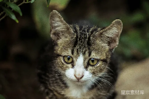 高清摄影 灰猫小 kittens