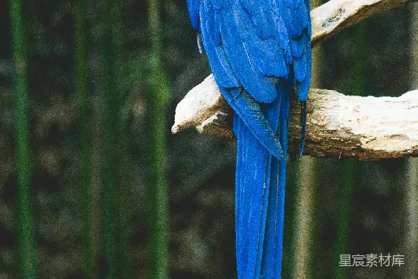 高清摄影 蓝鸟栖息在棕色的树上