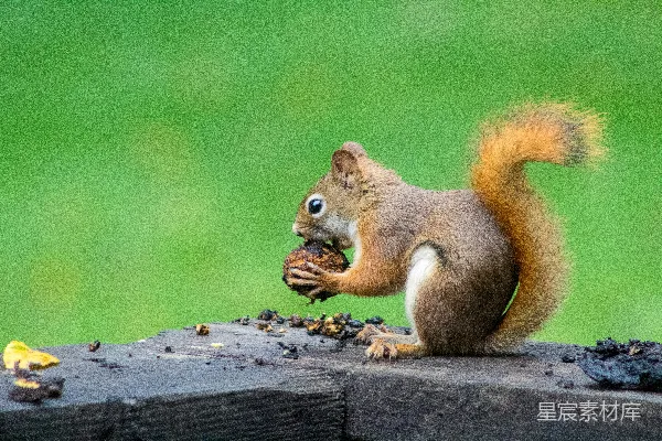 高清摄影 棕色 squir 屠啃食坚果