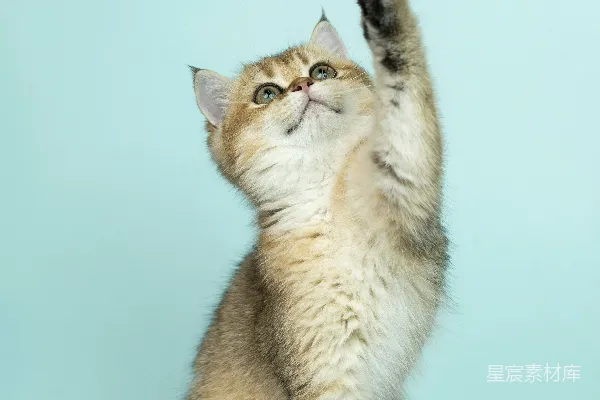 高清摄影 白毛和棕色长毛的猫