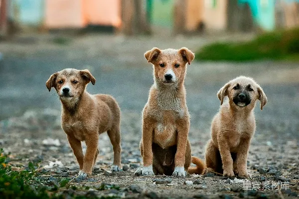 高清摄影 聚焦拍摄三只棕色梗犬的照片