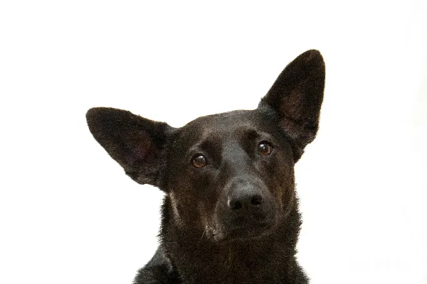 高清摄影 黑狗