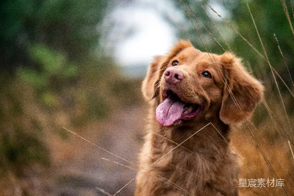 高清摄影 中毛棕色狗在白天的状态