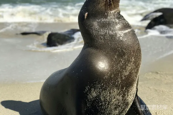 高清摄影 黑 seals 老虎在海边