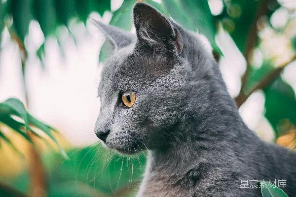 高清摄影 白天在绿色草地上的一只蓝猫