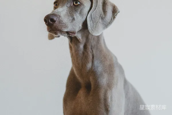 高清摄影 蓝魏玛牧羊犬