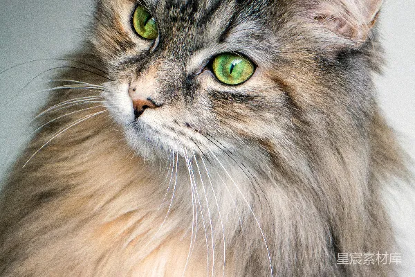 高清摄影 聚焦长毛棕色猫的摄影