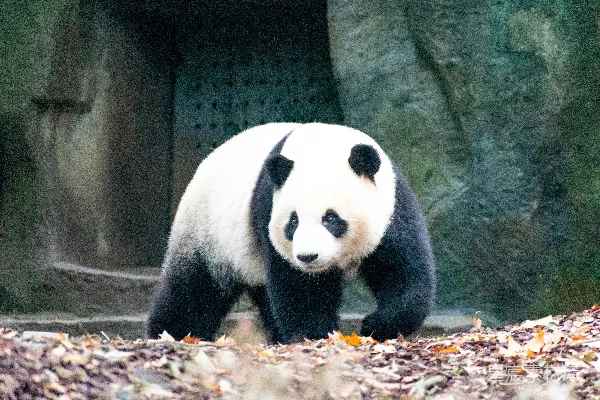 高清摄影 步行熊猫面前的混凝土建筑