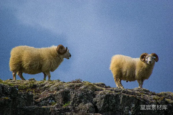 高清摄影 两只山羊