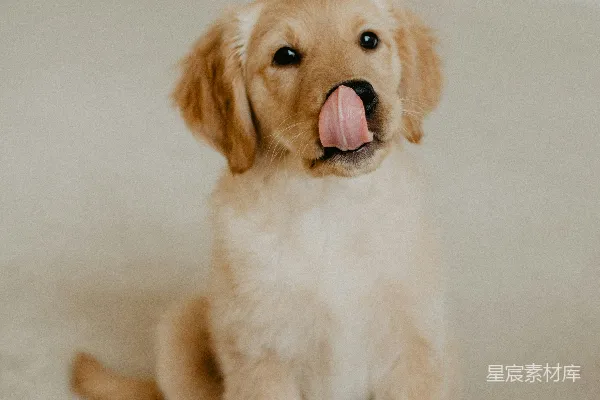 高清摄影 金色猎犬幼崽站在白色地板上