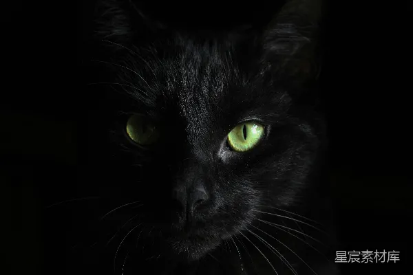 高清摄影 神秘的黑猫在黑暗中凝视
