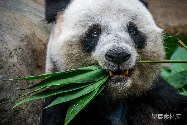 高清摄影 熊猫吃植物