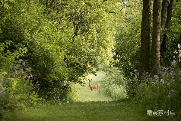 高清摄影 草地上 deer 的摄影作品