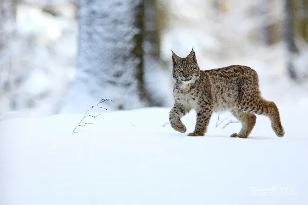 高清摄影 棕色和黑色的猫在雪覆盖的地面上