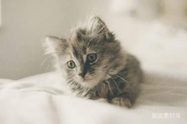 高清摄影 猫幼崽躺在白色织物上的特写照片