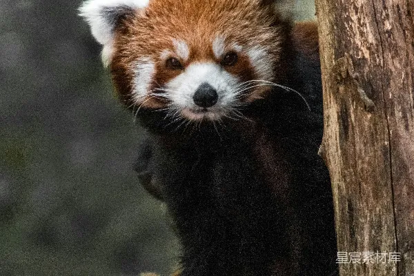 高清摄影 红熊猫