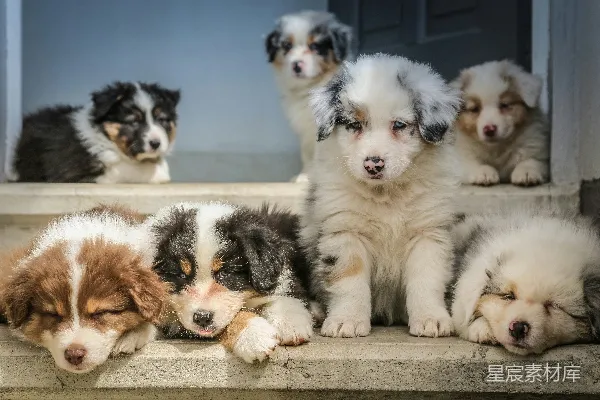 高清摄影 四只五彩斑斓的幼犬在窗前