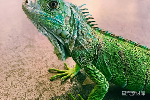 高清摄影 龟的照片关注IGUANA