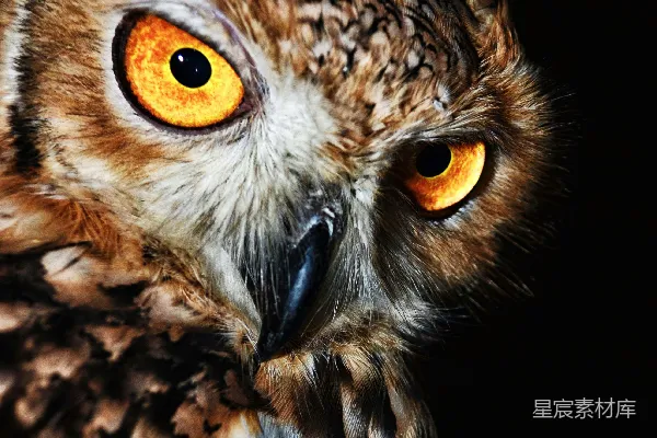 高清摄影 棕色 Owl 的近照
