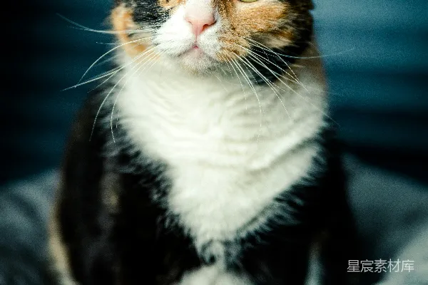 高清摄影 灰底布上的点纹猫