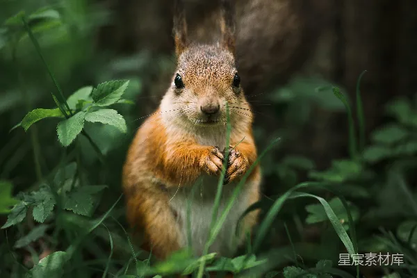 高清摄影 白天棕色和白色 squirrels 在绿色草地上